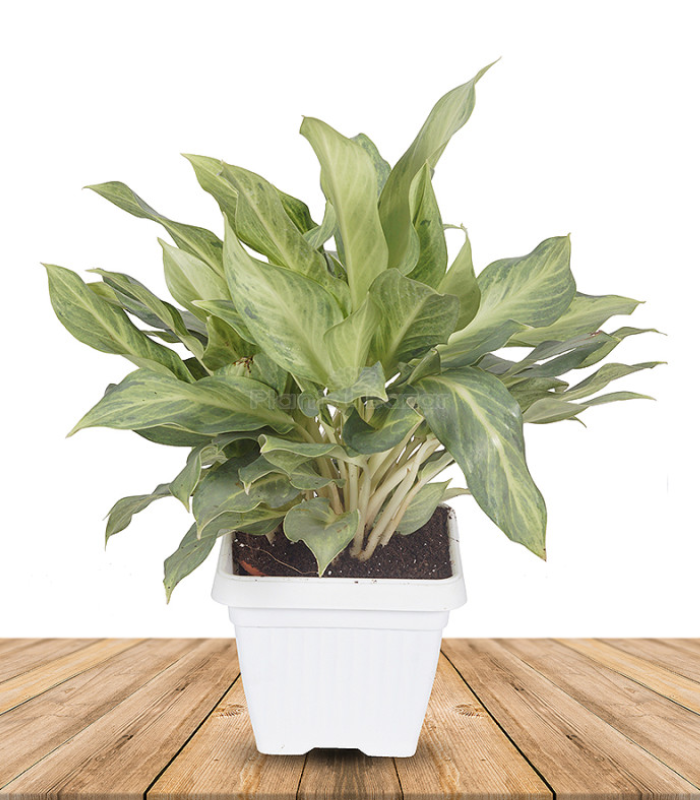 Aglaonema-Commutatum-Ghost-plant-image