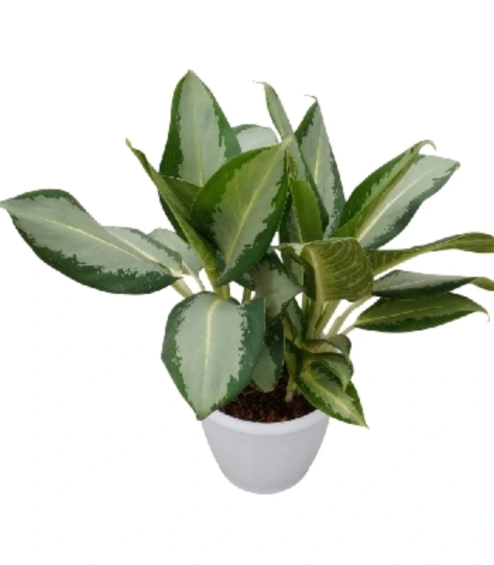 Aglaonema-Commutatum-Osaka-plant-image