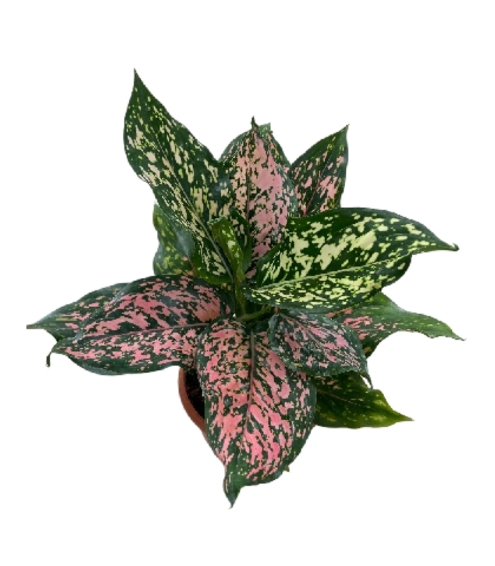 Aglaonema-Rotundum-Pink-Dotted-plant-image