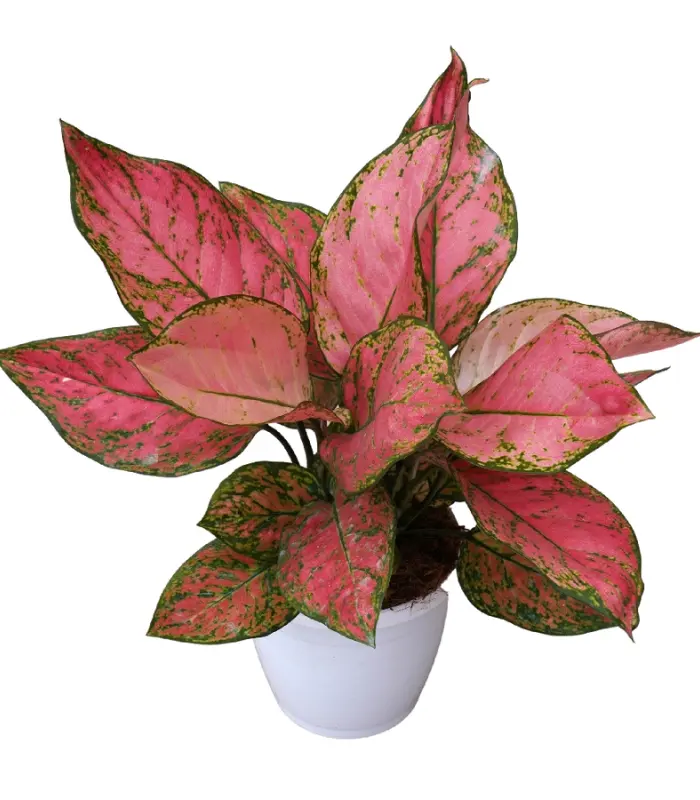 Aglaonema-Rotundum-Valentine-plant-image