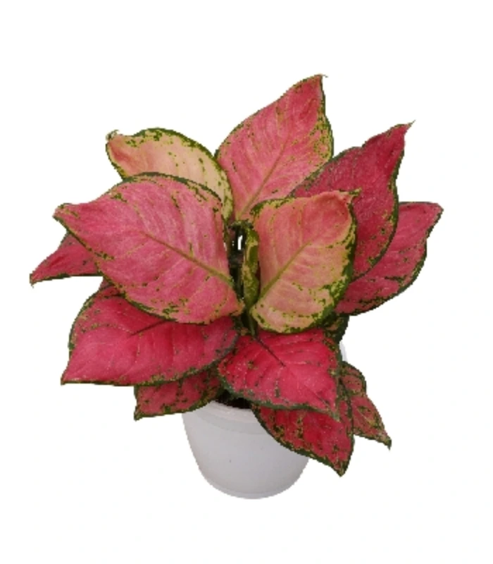 Aglaonema-Rotundum-Anjamanae-red-plant-image