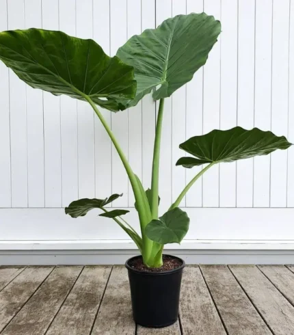 Alocasia-Green-plant-image