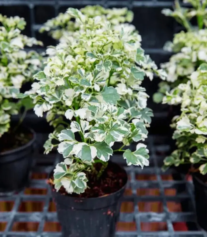 Aralia-Macro-plant-image