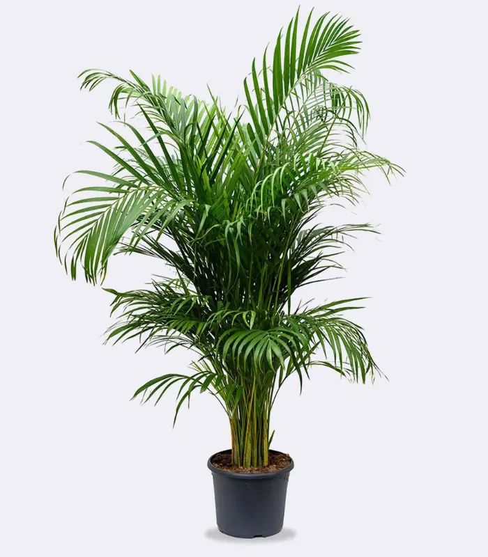 Areca-palm-pot-plant-image