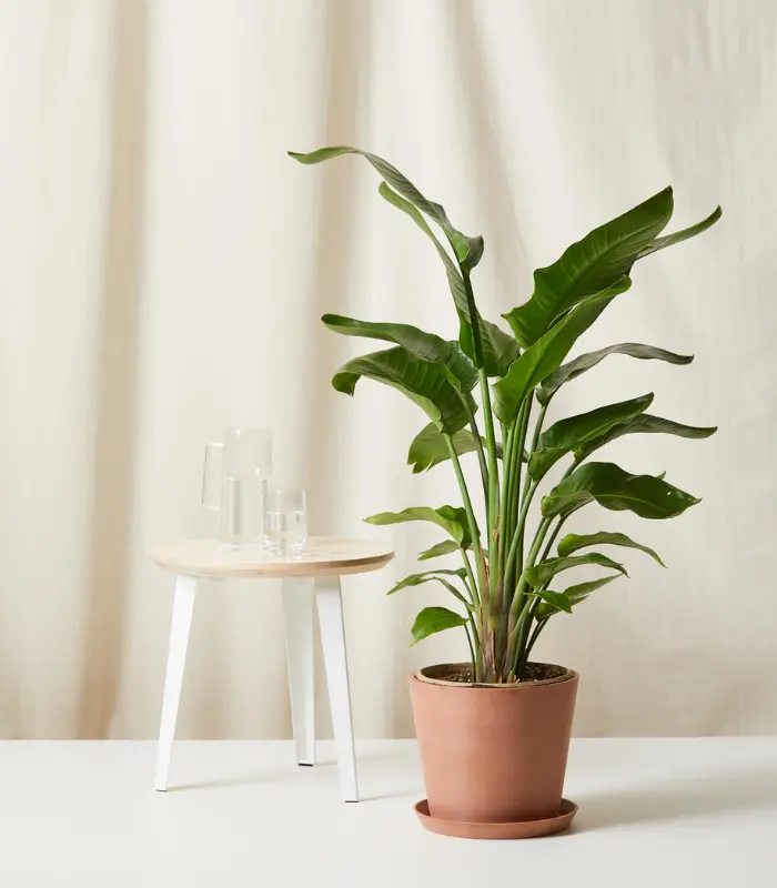 Bird-of-Paradise-plant-image