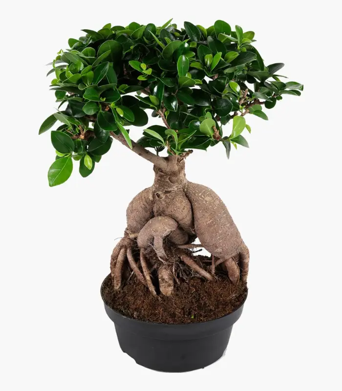 Bonsai-Big-plant-image