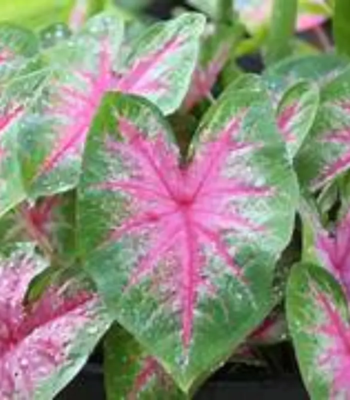 Calodium-plant-image