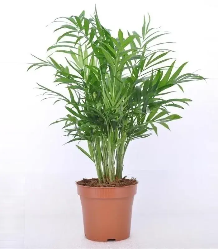 Chamaedorea-palm-plant-image
