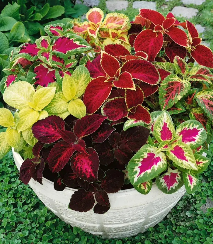 Coleus-plant-image