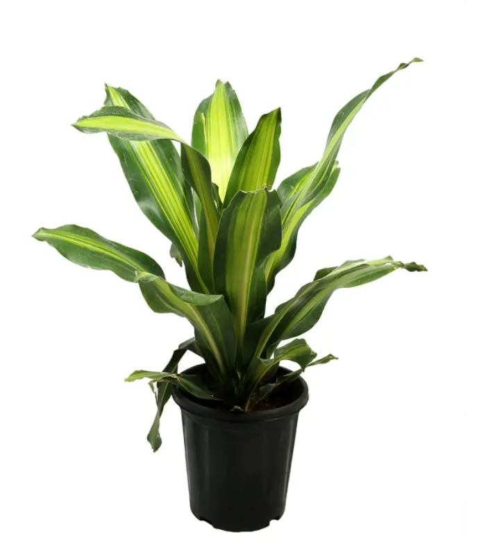 Darasingh-plant-image