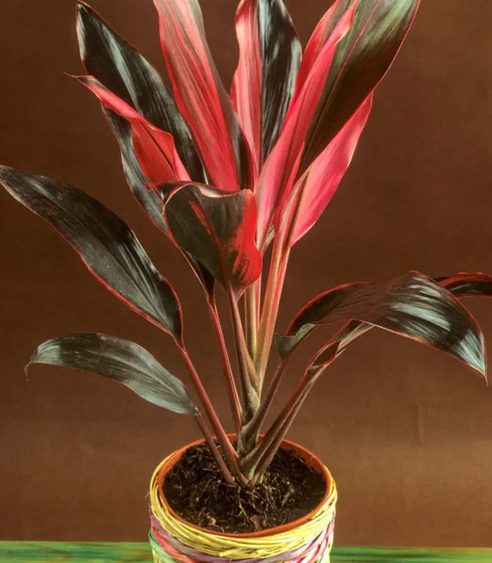 Dracaena-Varities-plant-image