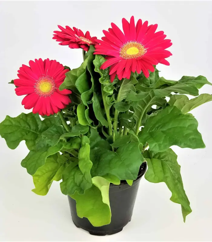 Gerbera-plant-image