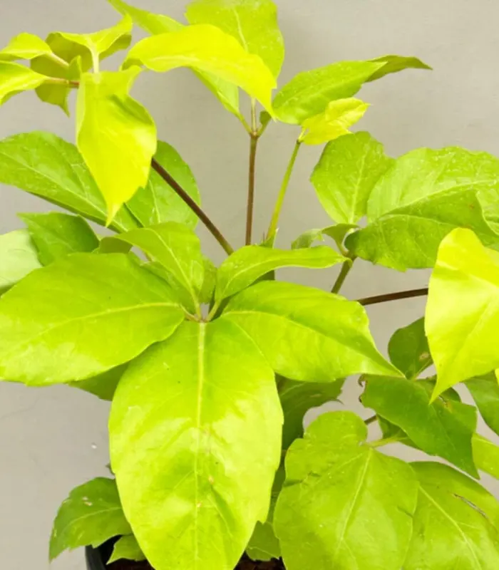 Golden-Brassica-plant-image