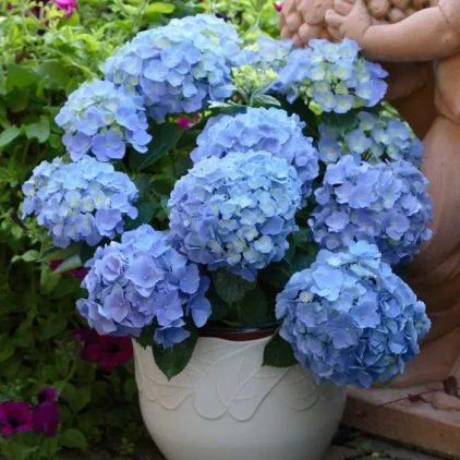 Hydrangea-plant-image