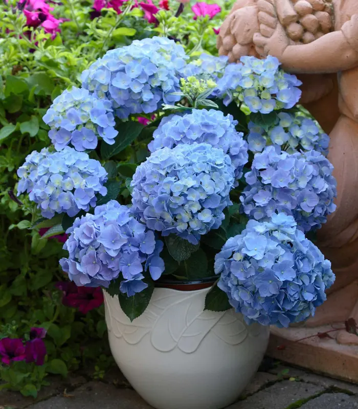 Hydrangea-plant-image