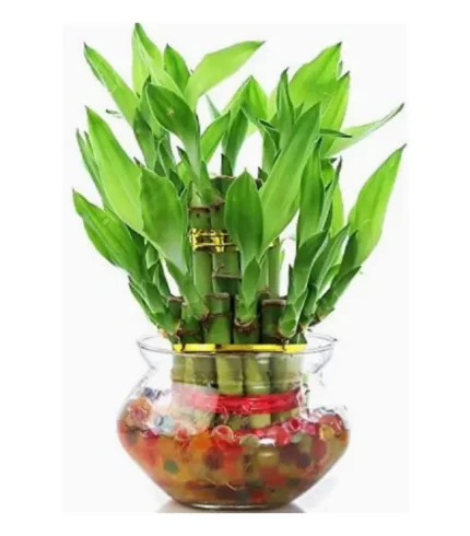 Lucky-Bamboo-2-Layer-plant-images