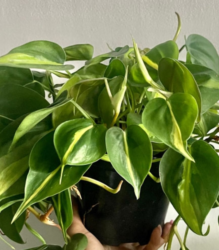 Money-Plant-Brazil-plant-image