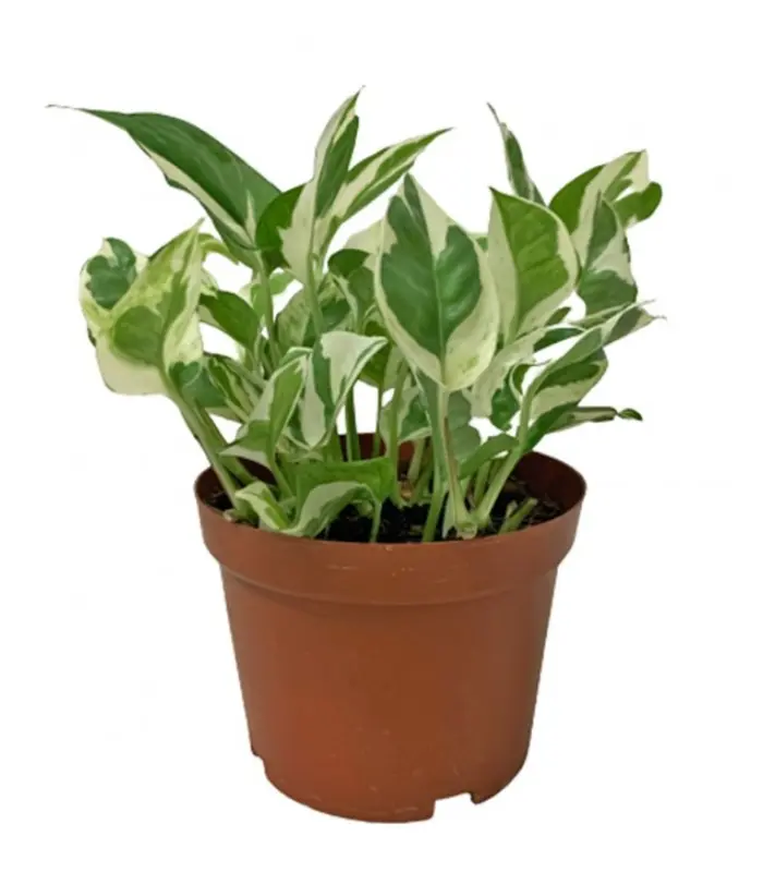 Money-Plant-Enjoy-plant-image