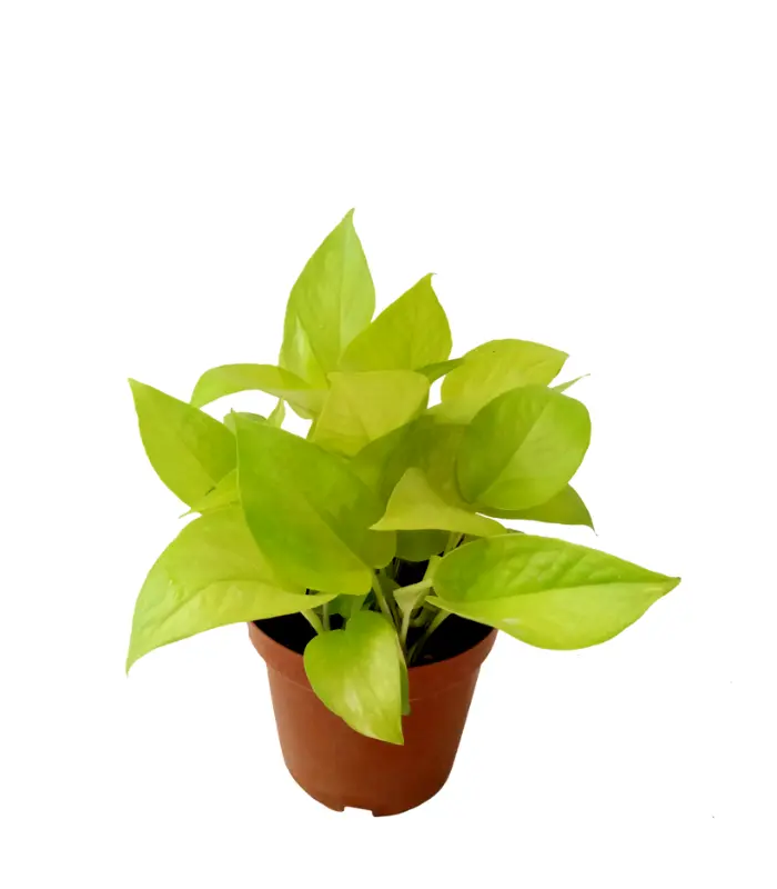 Money-Plant-Gold-plant-image