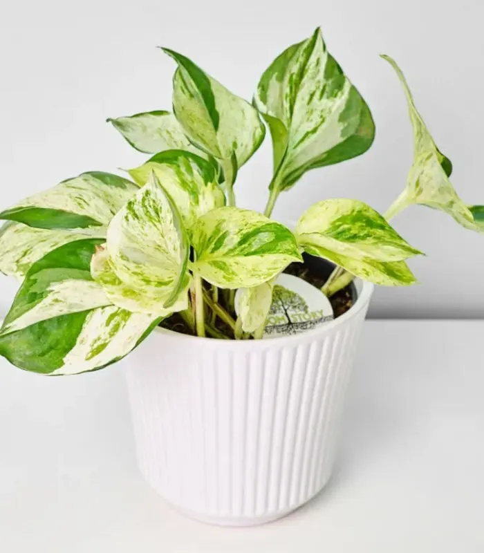 Money-Plant-Marble-Queen-plant-image