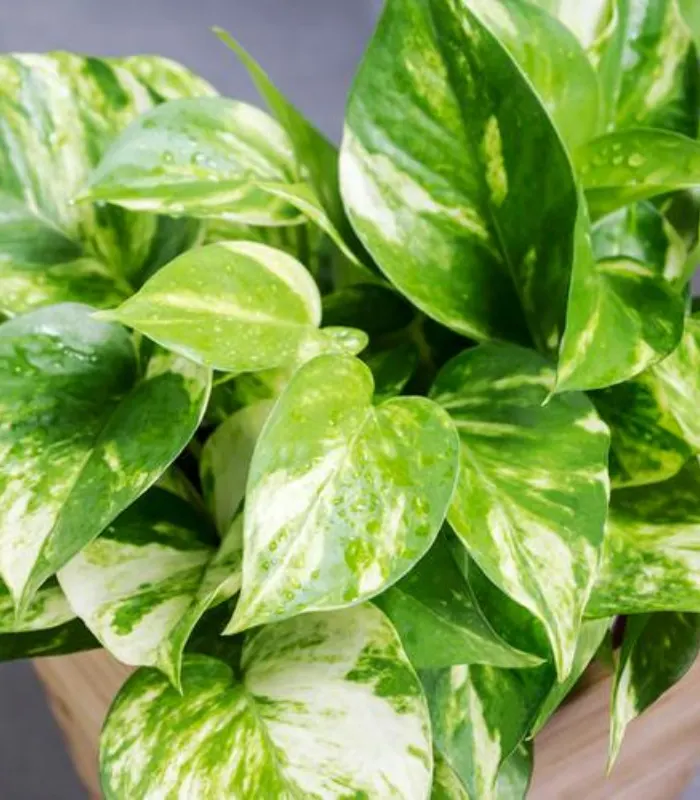 Money-Plant-Ordinary-plant-image