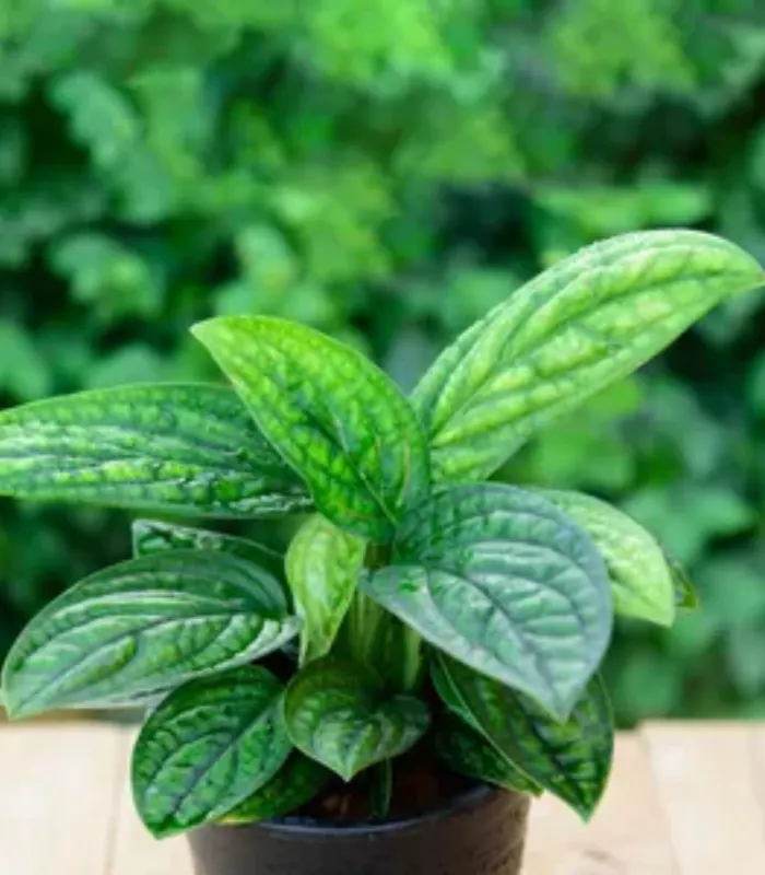 Money-Plant-Peru-plant-image