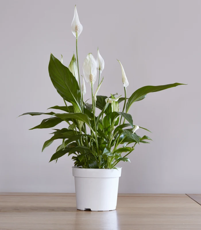 Peace-lily-plant-image