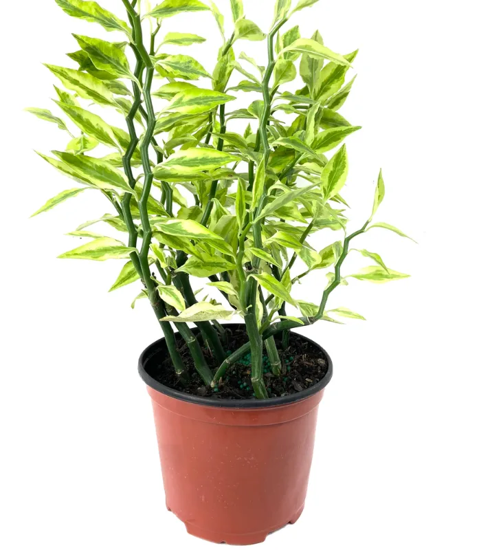 Pedilanthus-plant-image