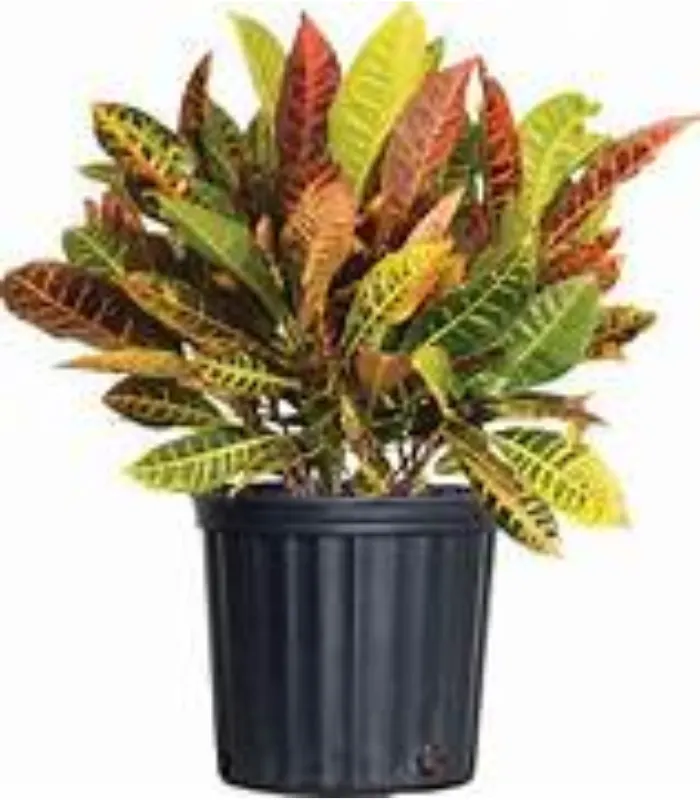 Petra-Pot-plant-image