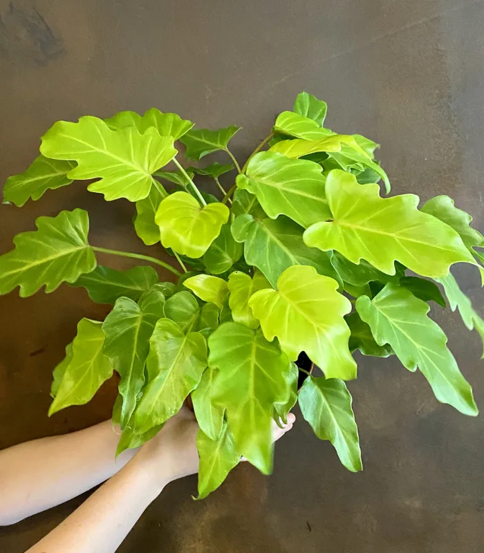 Philodendron-Xanadu-plant-image