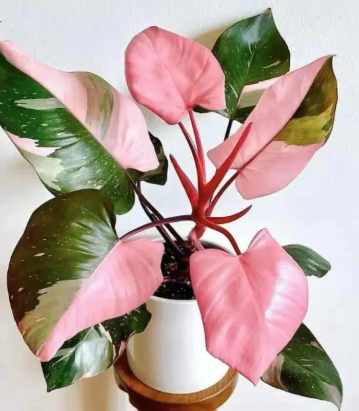 Philodendron-pink-princess-plant-image