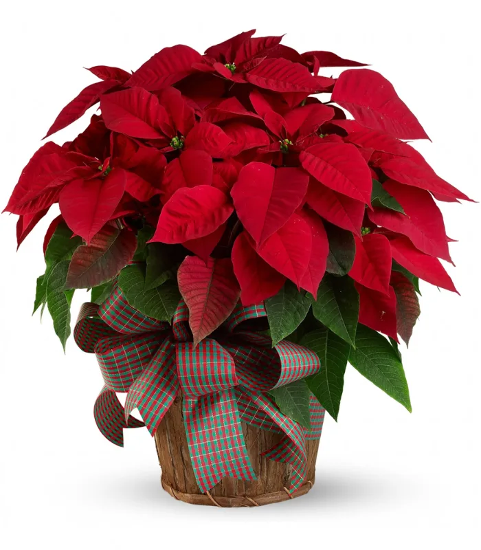 Poinsettia-Pot-plant-image