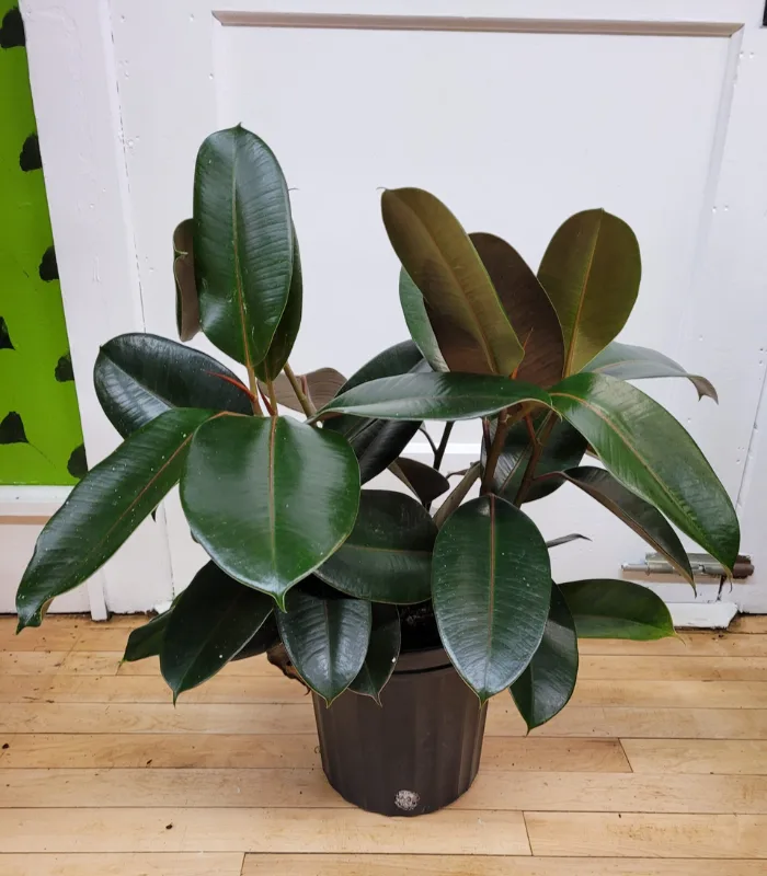 Rubber-bronze-plant-image