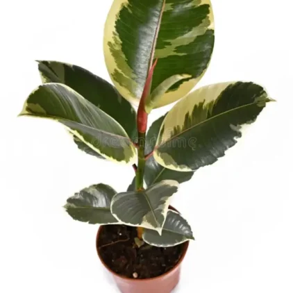 Rubber plant Milky white