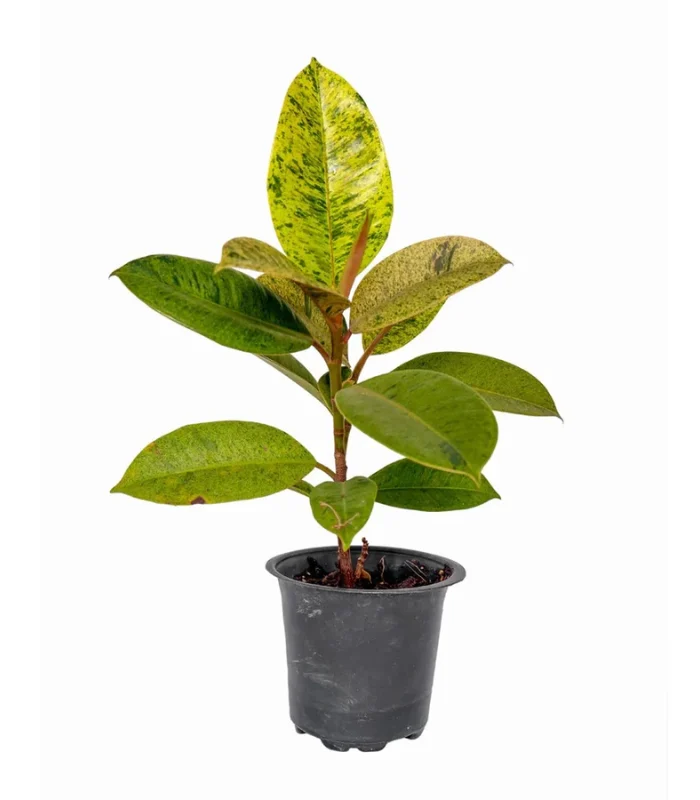 Rubber-varigated-plant-image Rubber-varigated-plant-image