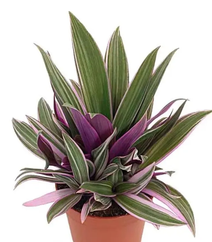 Secretia-Plant-image