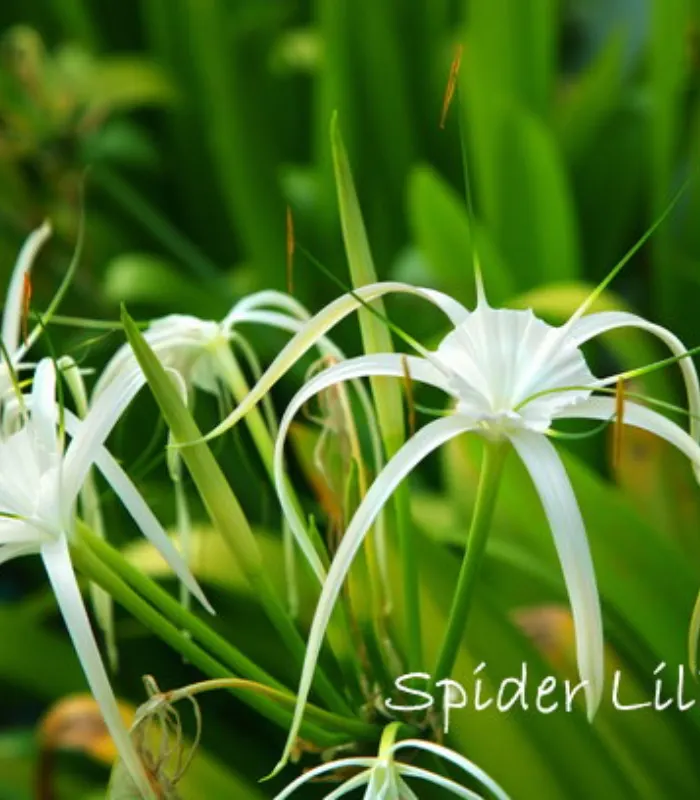 Spider-lily-green-plant-image