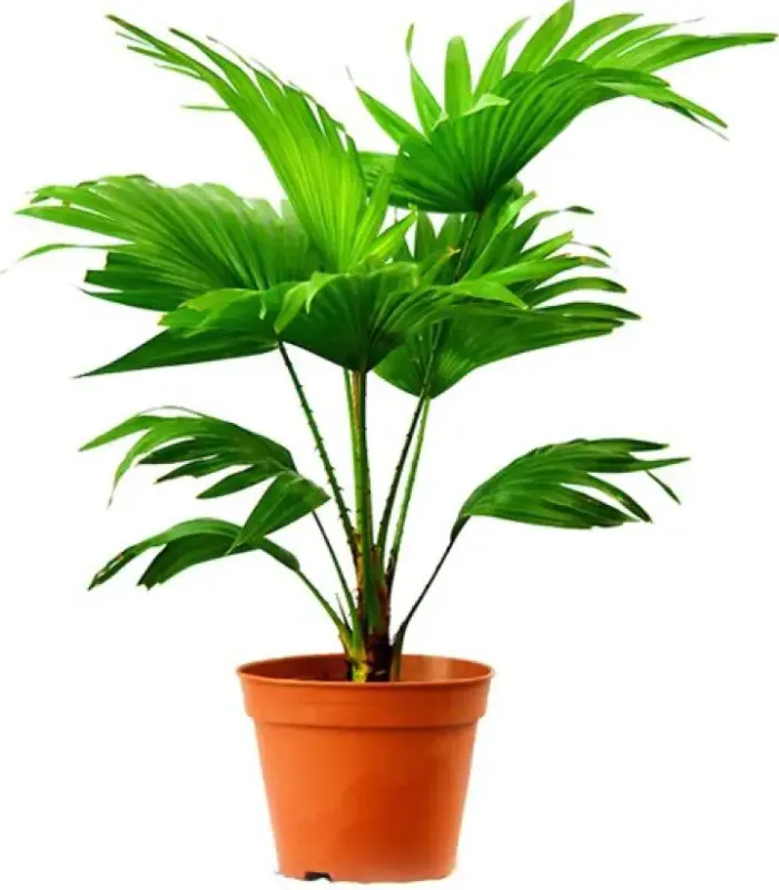 Table-palm-plant-image