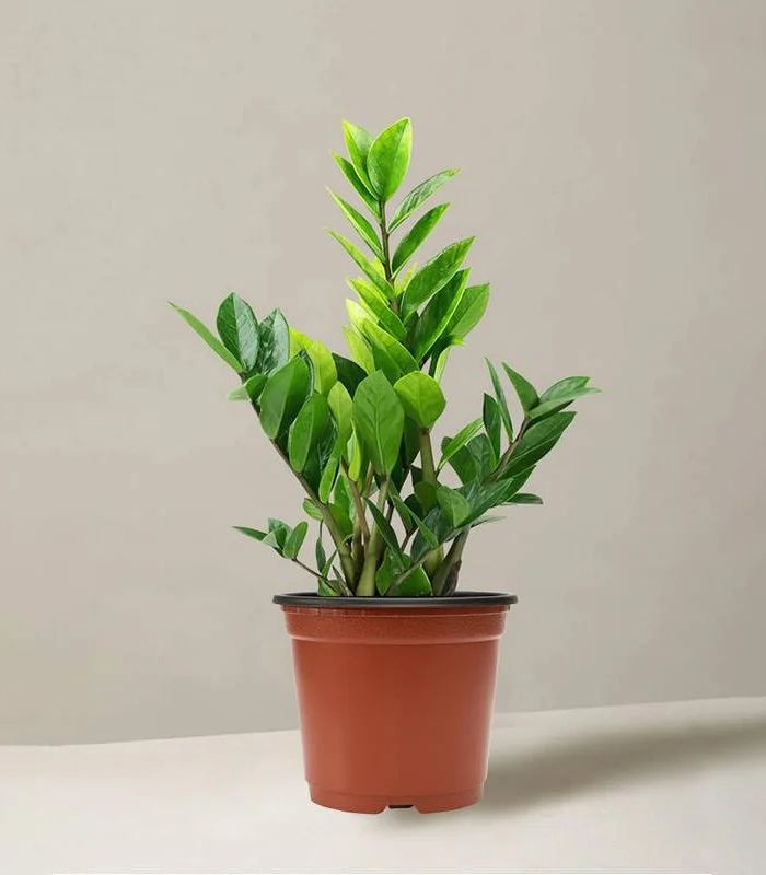 ZZ-Plants-Varities-plant-image